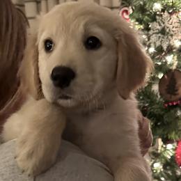 Golden Retriever Puppies from Ginn’s Golden Retrievers