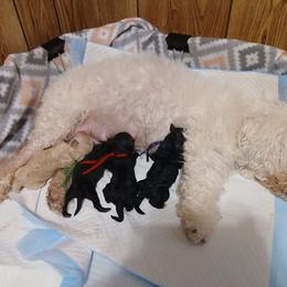 Havapoo puppies from Faithful Hearts Kennel