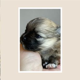 Pomeranian Puppies from Lilikoi Poms