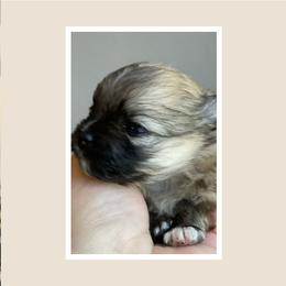 Pomeranian Puppies from Lilikoi Poms