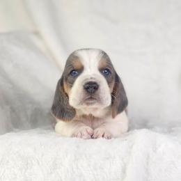 Obsidian- Black collar - Blue tan and white male Basset Hound puppy in Valley, Washington from Peaceful Valley Paws