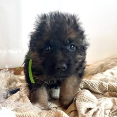 Boy 2 - German Shepherd puppy in Saint Louis, Michigan from drei Stränge German Shepherds