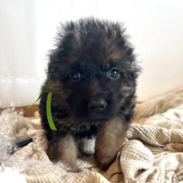Boy 2 - German Shepherd puppy in Saint Louis, Michigan from drei Stränge German Shepherds
