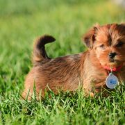 Shih Tzu and Shorkie Puppies from Nana's Happy Pups