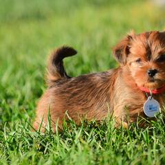 Shih Tzu and Shorkie Puppies from Nana's Happy Pups
