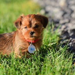 Shih Tzu and Shorkie Puppies from Nana's Happy Pups