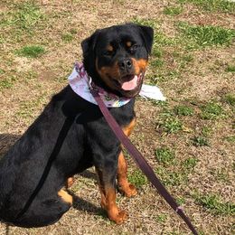 Sangria - Rottweiler