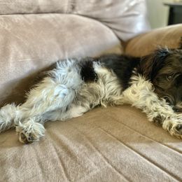 Genevieve - Miniature Schnauzer