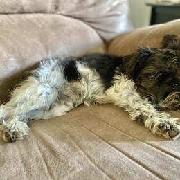 Genevieve - Miniature Schnauzer