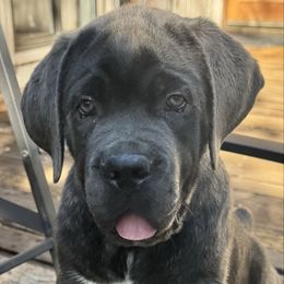 Purple - Gray brindle female Cane Corso puppy in Pollock Pines, California from Capitol City Cane Corso