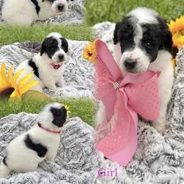 Girl ONE - Parti female Poodle puppy in Detroit, Michigan from QaeQaePups LLC