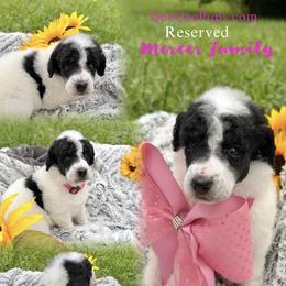 Girl ONE - Parti female Poodle puppy in Detroit, Michigan from QaeQaePups LLC