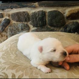 Abe - White male American Eskimo Dog puppy in Placerville, California from White Gypsy Ranch