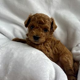 Maltipoo Puppies from Christine Plano