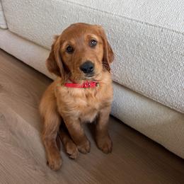 Roe - Dark golden male Golden Retriever puppy in Post Falls, Idaho from Mountain View Goldens