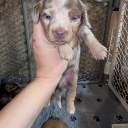 Dash - Dapple male Dachshund puppy in Maynardville, Tennessee from J&M Southern Dachshunds