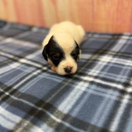 Girl 2 - Blue belton and tan (tri-color) female English Setter puppy in Rogers, Ohio from StoneyBrook Setters