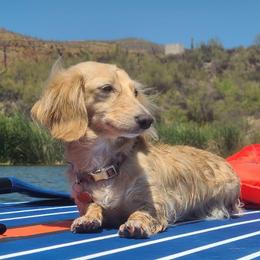 Oakley - Dachshund