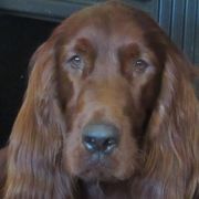 Pride - Irish Setter
