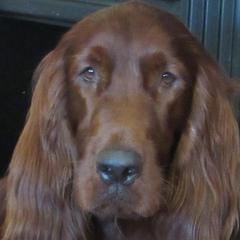 Pride - Irish Setter