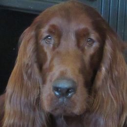 Pride - Irish Setter