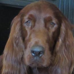 Pride - Irish Setter