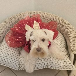 Capri - Miniature Schnauzer