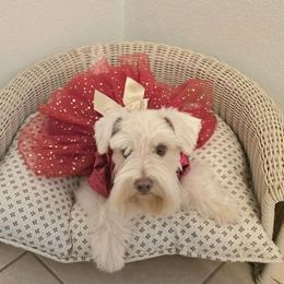 Capri - Miniature Schnauzer