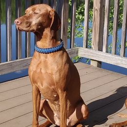 Vizslas from Summer Lake Vizslas