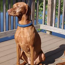 Vizslas from Summer Lake Vizslas