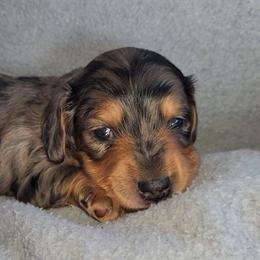Dash - Dapple male Dachshund puppy in Strafford, Missouri from LL Weens