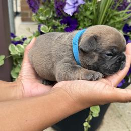 French Bulldog Puppies from Frenchies That