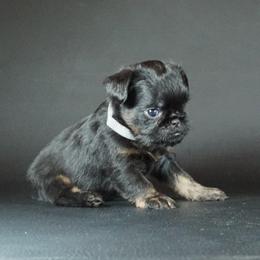 Gray Collar boy - Black and tan male Brussels Griffon puppy in Florida from Robin’s Griffons