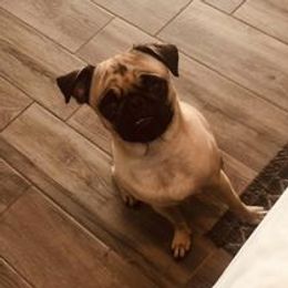 Pugs from Velma's Pugs