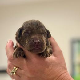 2nd Pick Chocolate Male - Chocolate male Labrador Retriever puppy in Winchester, Kentucky from Bourbon Country Retrievers
