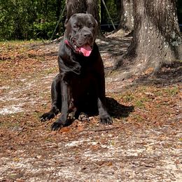 Clea - Cane Corso