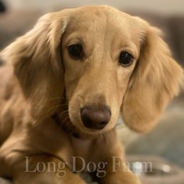 Maverick - Dachshund