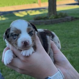 Cami - Red merle female Miniature American Shepherd puppy in Milton Freewater, Oregon from Sparkling Cross Toy & Mini Aussies