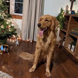 Zoey - Golden Retriever