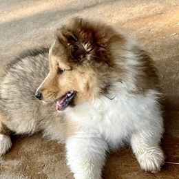 Shetland Sheepdog Puppies from September Morning Shelties