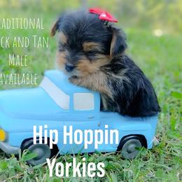 Yorkshire Terrier Puppies from Hip Hoppin Yorkies