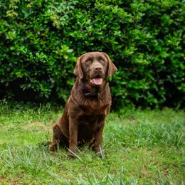 Millie - Labrador Retriever