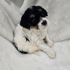 Oakland - Phantom male Poodle puppy in Puyallup, Washington from Pure Parti Poodles