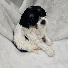 Oakland - Phantom male Poodle puppy in Puyallup, Washington from Pure Parti Poodles
