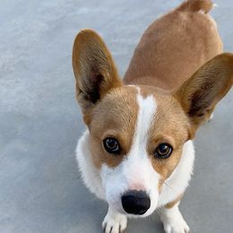 Wang - Pembroke Welsh Corgi