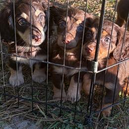 Coriander - Chocolate and cream male Dachshund puppy in Dinwiddie, Virginia from White Oak Kennels