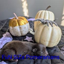 Reese's pieces - Chocolate and tan male Pomeranian puppy in Tennessee from FuN SiZe Aussies/ AKC Pomeranians