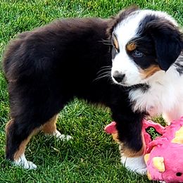 Australian Shepherd Puppies from Classy Aussies