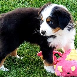 Australian Shepherd Puppies from Classy Aussies