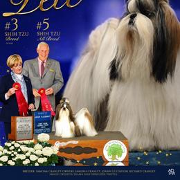 Pete - Shih Tzu